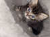 Maine coon cross