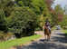Gorgeous 16h Mare 6yrs old
