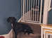Cocker spaniel cross Beagle