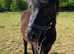 Gorgeous Black Miniature Shetland Gelding