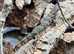Shinisaurus Lizard (Male) crocodile lizard.