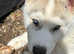 3 stunning husky pups in Co. Tyrone, don't miss out!!