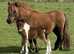 Registered miniature Colt