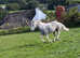 12.2hh DHP children's pony for part loan/share