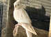 Hand reared albino female cockatiel