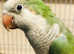Beautiful baby green Quaker parrot