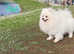 White Pomeranian teddy bear puppies