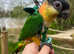 Hand Reared Caique