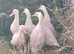 6 pekin female ducks 11 mth old