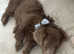 Isabella long hair dachshund stud