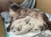Beautiful Ragdoll kittens ready to leave next week