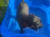 KC Registered working Black Lab puppies