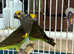 Meyer's parrot Glasgow
