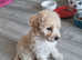 Poochon pups