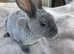 Beautiful baby mini rex bunnies