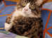 6 BEAUTIFUL FULL MAINECOONS 5 BOYS 1 GIRL