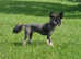 Chinese crested  boy