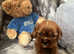 Stunning cavalier puppies