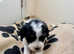 Cockapoo puppies miniature only 4 left roans and parti show cocker spaniel mum