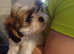 Shih tzu puppie female
