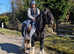 Super traditional cob 14.2hh