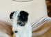 Fox terrier puppies for sale