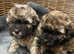 Gorgeous Poochon Puppies