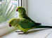 Stunning young Indian ringnick parrot