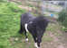 Miniature horse
