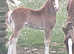Welsh section c chestnut filly foal