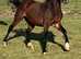 Welsh section C gelding.