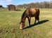 Homebred, lovely 2year old part-bred Connemara bay filly,standing 14.1hh .