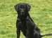 Superb KC reg black working labrador pups