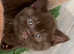 Rare chocolate cinnamon British shorthair