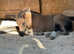 Stunning Reg Highland colt foal