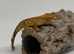 Baby crested gecko- broken pinstripe
