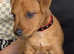 Lakeland terrier pups