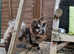 Dwkc Merle chowchow female pup