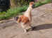 Partridge rare colour male Silkie