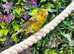 Various Canaries