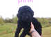 Gorgeous standard F1BBB labradoodle puppies
