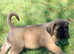 KC registered English Mastiffs ,last boy
