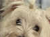KC West Highland Terrier
