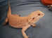 Female Bearded Dragon - (Rescue for Rehoming)
