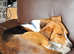 Beagle/Treeing Walker Coonhound mix