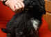 Poochon puppies boys & one girl all colours for sale