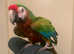 HandReared Stunning Shamrock Macaw Parrot,25