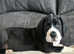 KC Registered Championship Great Dane Puppies
