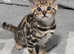 Full Pedigree Brown Bengal Boy