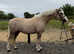 Palomino gelding